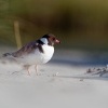 Kulik cernohlavy - Thinornis cucullatus - Hooded Plover o4860